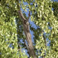 Modelldesign-Baum-8