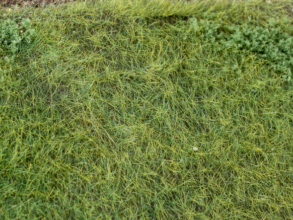 tl_files/bilder/Basteltipps/Gras-Master/_5068540.jpg