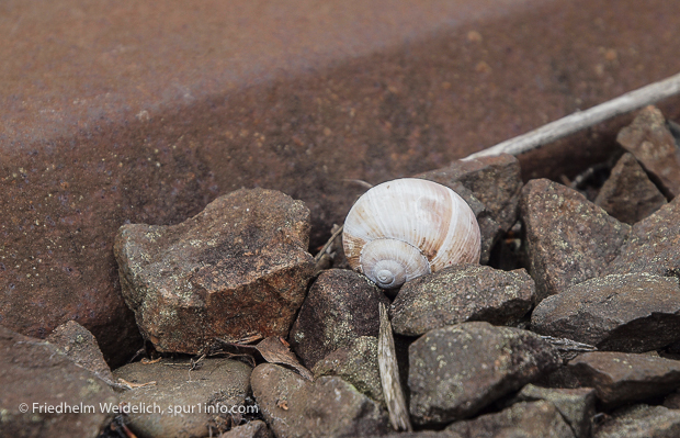 Schnecke am Gleis. Foto: Friedhelm Weidelich